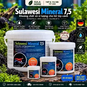 Khoáng Sulawesi Starly Shrimp 7.5 / 8.5