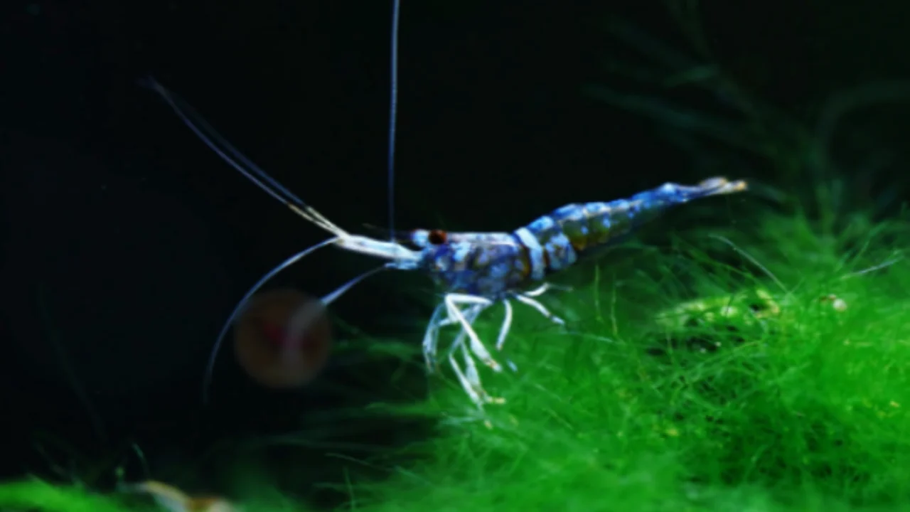 Ảnh chụp tép Blue Ghost