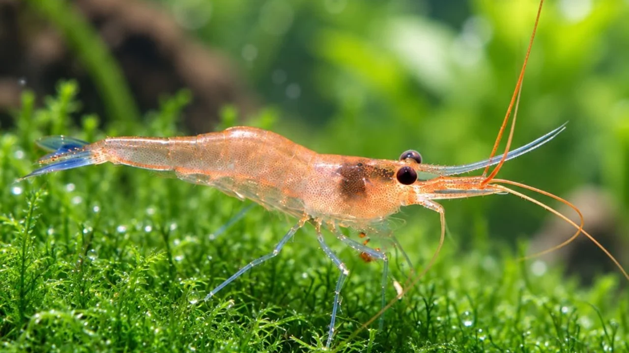 Ảnh chụp tép Sulawesi Blue Leg Poso