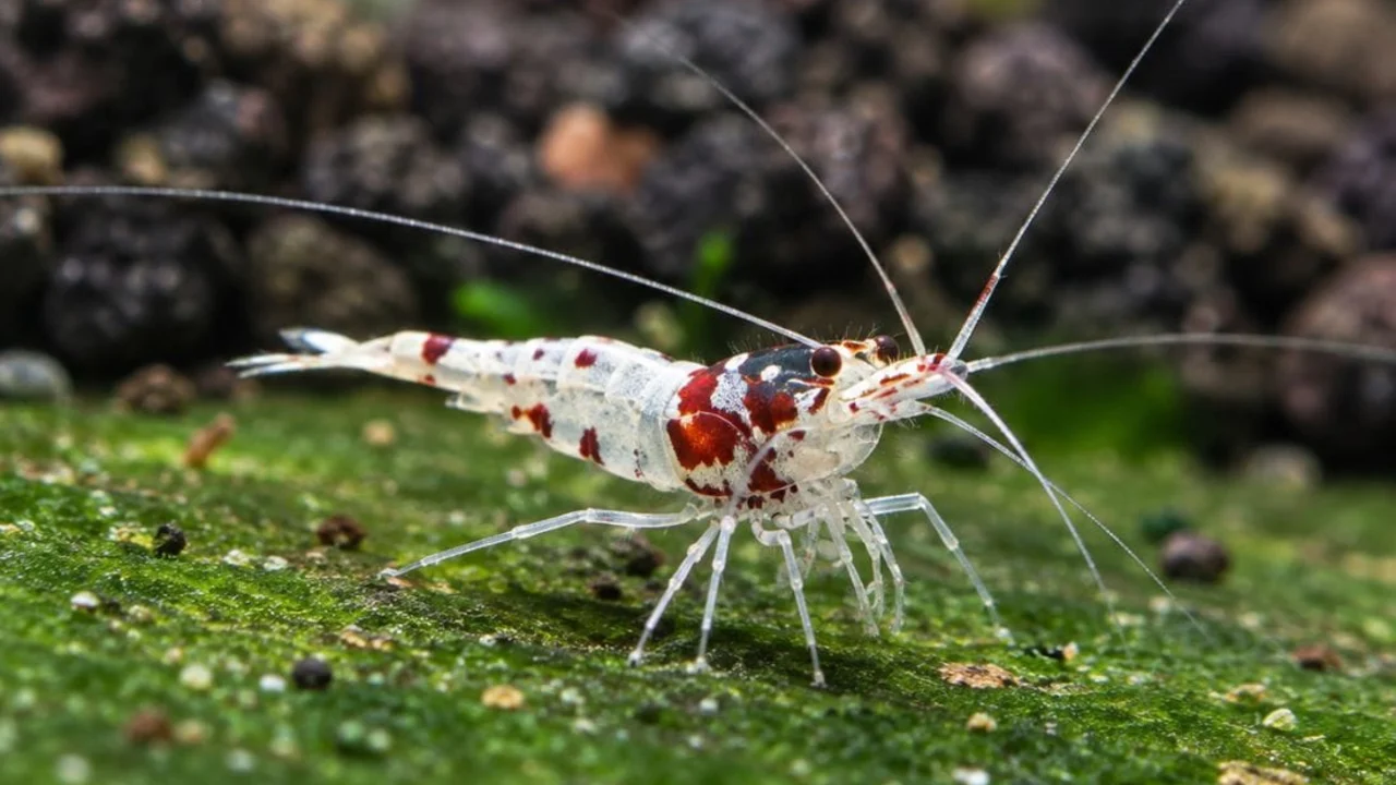 Ảnh chụp tép Sulawesi White Ghost