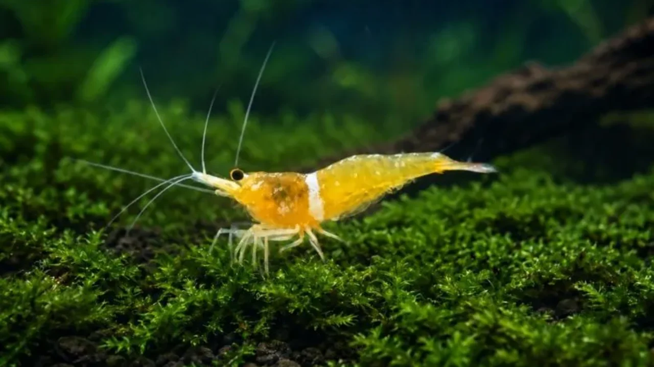 Ảnh chụp tép Sulawesi Yellow Ghost