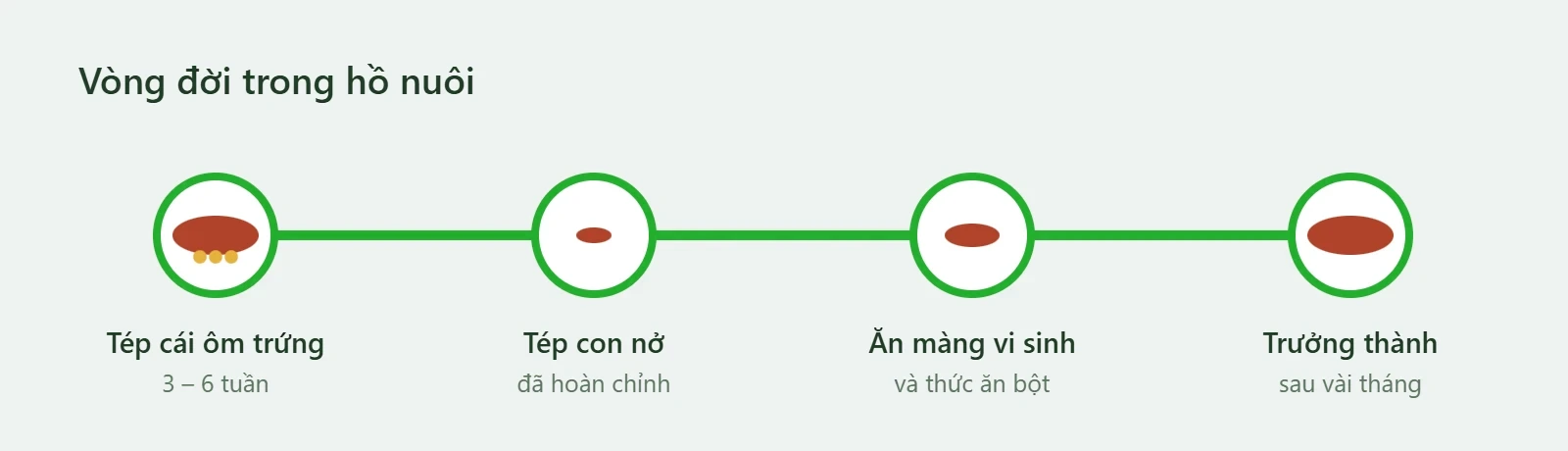 Vòng đời tép Sulawesi: ôm trứng, tép con nở ra đã hoàn chỉnh, ăn màng vi sinh, trưởng thành
